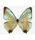 Morpho sulkowskyi nieva