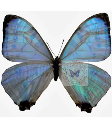 Morpho sulkowskyi Zach
