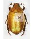 RUTELIDAE