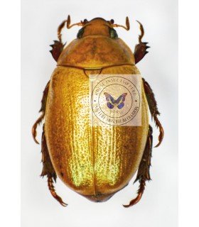 RUTELIDAE