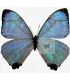 Morpho sulkowskyi Zach