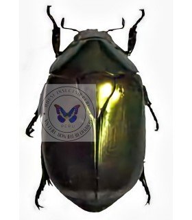 RUTELIDAE