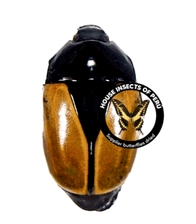 RUTELIDAE