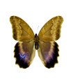 Caligo Fhoklides oberthuri