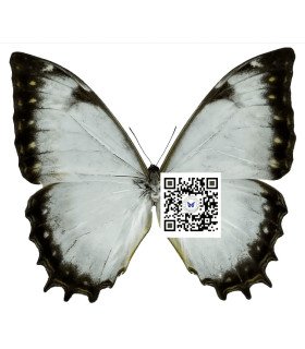 Morpho theseus juturna