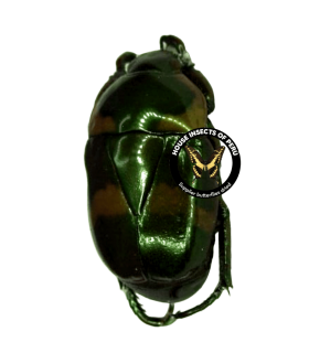 RUTELIDAE