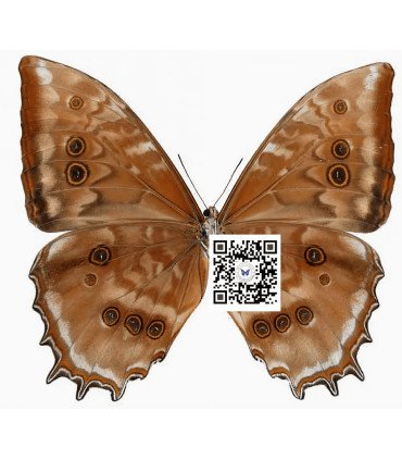 Morpho theseus juturna