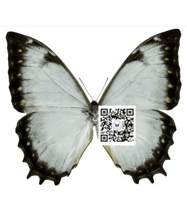 Morpho theseus juturna