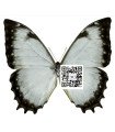 Morpho theseus juturna A.1-