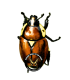 RUTELIDAE