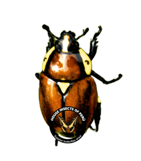 RUTELIDAE