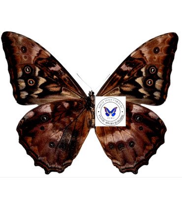 Morpho thelemachus foucheri