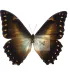 Morpho thelemachus foucheri