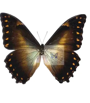 Morpho thelemachus foucheri