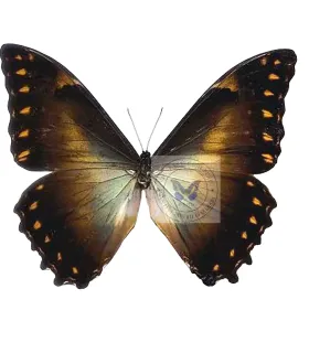 Morpho thelemachus foucheri