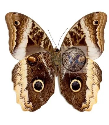 Brassolidae Caligo  atreus ajax