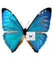 Morpho zephyritis A.1