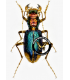 CICINDELIDAE
