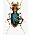 Tetracha sobrino