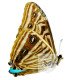 Morpho zephyritis