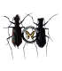 CICINDELIDAE