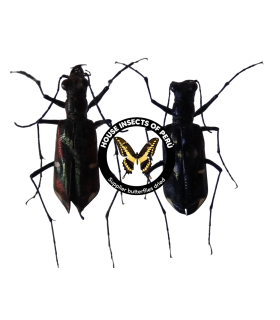 CICINDELIDAE