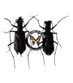 Oxygonia fleutiauxi