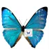 Morpho zephyritis