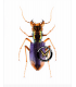 CICINDELIDAE