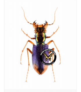 CICINDELIDAE