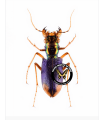 Tetrachna spixii opulenta