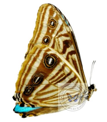 Morpho zephyritis