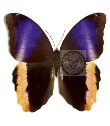 Brassolidae Caligo  atreus ajax