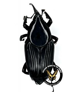 CURCULIONIDAE