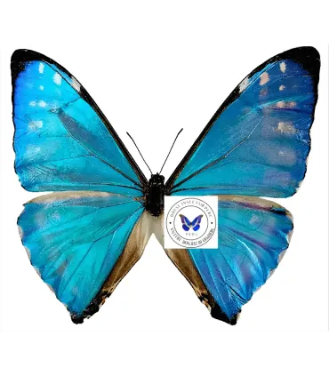 Morpho zephyritis