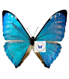 Morpho zephyritis