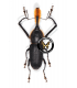 CURCULIONIDAE