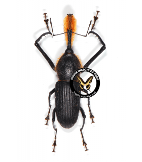 CURCULIONIDAE
