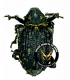 CURCULIONIDAE