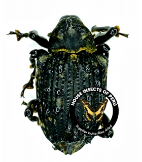CURCULIONIDAE