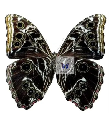 Morpho deidamia marie