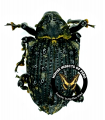 Cratosomus hoplites