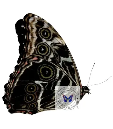 Morpho deidamia marie