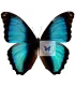 Morpho deidamia marie
