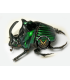 SCARABAEIDAE