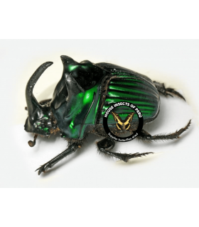 SCARABAEIDAE
