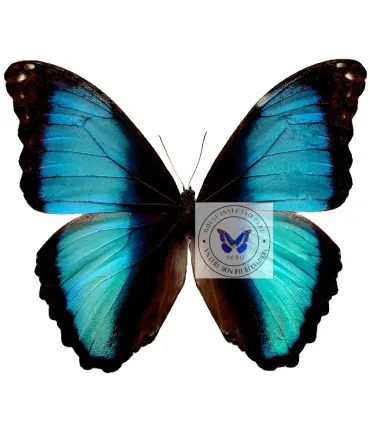 Morpho deidamia marie