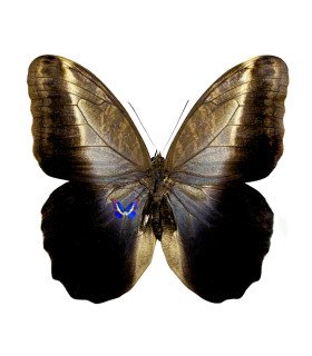Caligo memnon
