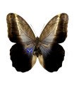 Caligo memnon
