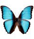 Morpho deidamia  Pyrrush